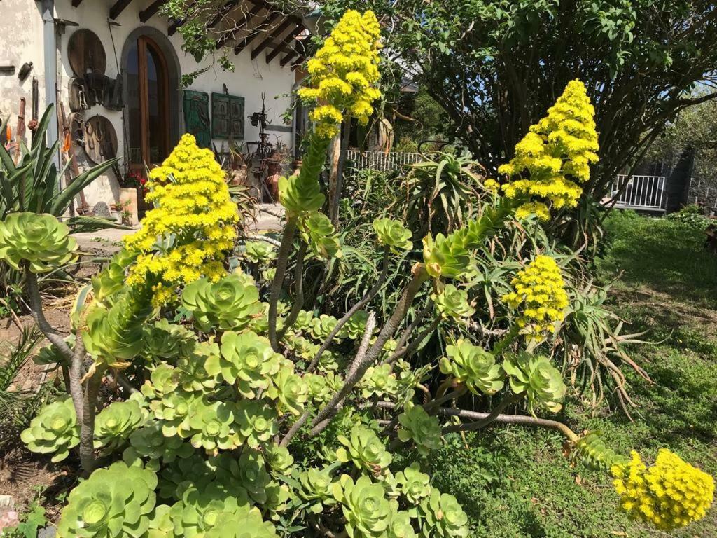 La Finestra Sull'etna Guest house